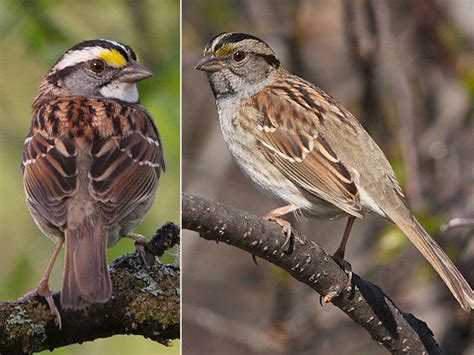 Variety Matters Among White Throated Sparrows Ncpr News