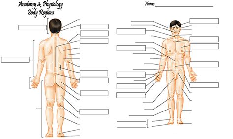 Standing body with eyes looking straight, palms facing front, thumbs away from the body, and the feet • prone position: review unit 1 - Dr. Hunter's Anatomy and Physiology