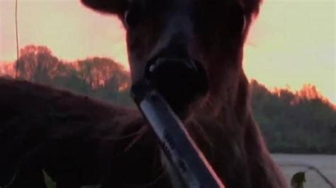 deer licks barrel of hunter s gun and lives to tell the kansas city star