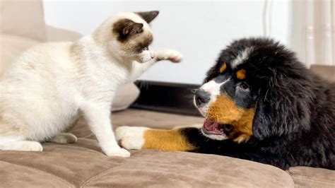 Bernese Mountain Dog Puppy Plays With Kitten Youtube