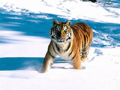 Tiger Majestic Siberian Grace Wallpapers Hd