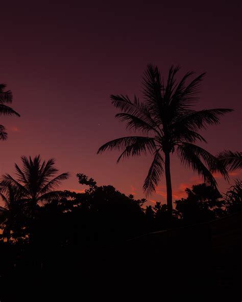 Palm Tree Night Sky Branches High Quality Wallpapershigh