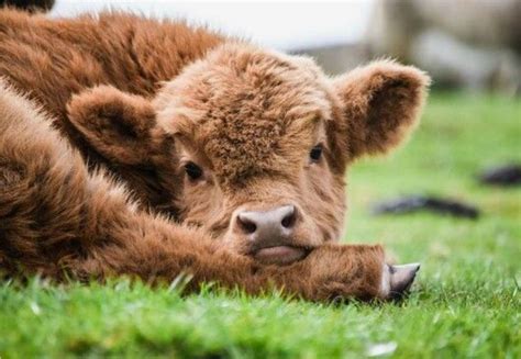 List Of Cutest Baby Cow References Quicklyzz