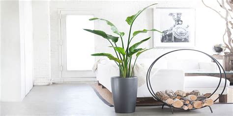 Le piante più resistenti in appartamento: Fiori e piante per interni