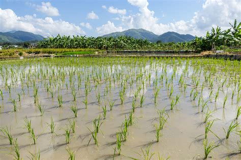 Sri Lanka Maha 2021 Rice Harvest Drop 40 Pct Due To Fertilizer Ban