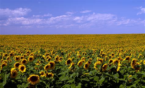 The 2020 Sunflower Fields In North Dakota Are Blooming Beautifully