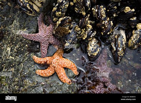 Purple Or Ochre Sea Star Starfish Pisaster Ochraceus Vancouver Stock