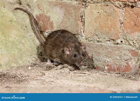Brown Rat Rattus Norvegicus Stock Image Image Of Norway Brown 32824321