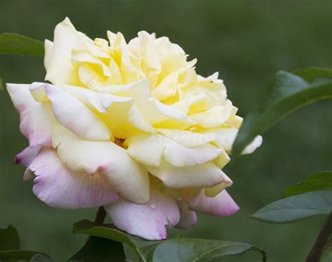 Yellow And Pink Peace Rose Rosaceae Stock Photo Image Of Garden