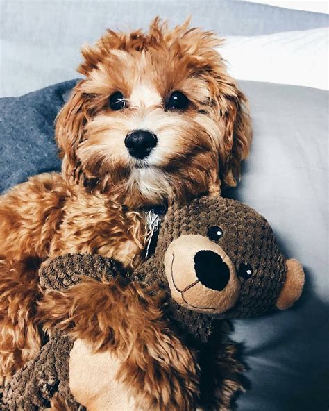Meet The Cute And Cuddly Cavapoo Puppies Lovely Animals World