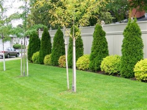 Backyard Plant And Trees Types Landscaping Along Fence Fence