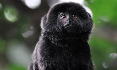 Científicos Descubren Nueva Especie De Mono Titi En Brasil