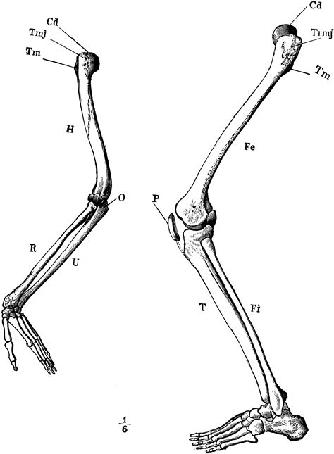 While it's already relatively simple, we can still study the bones and joints, and simplify them a bit further. Arm and Leg Skeleton | ClipArt ETC