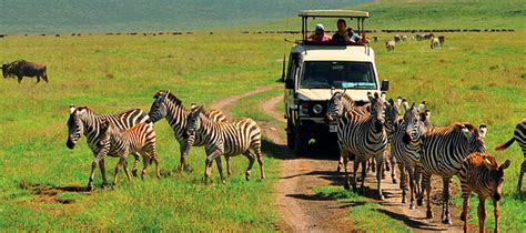 ﻿tanzania Safaris Safari Tanzania Tours In Tanazania