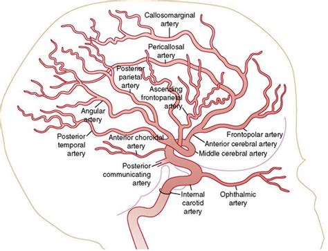 Fig 85 1 Lateral View Of The Cerebral Arteries Detailing The Branches