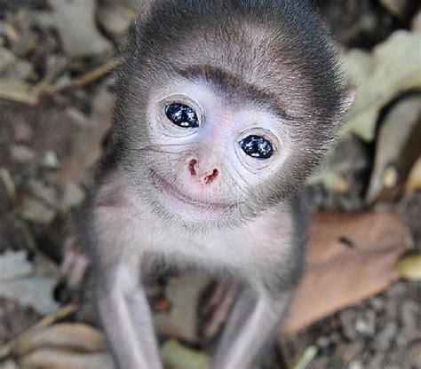List 105 Wallpaper Free Baby Monkeys Near Me Latest
