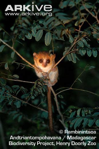 Madame Berthes Mouse Lemur Believed To Be The Worlds Smallest Living