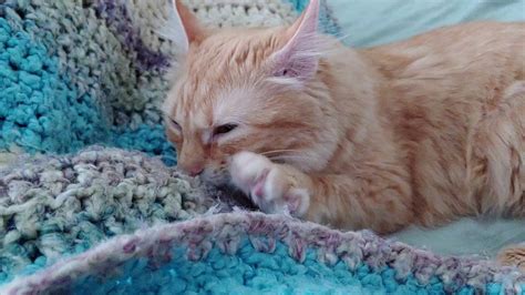 Young Cat Nursing And Kneading On Blanket Youtube
