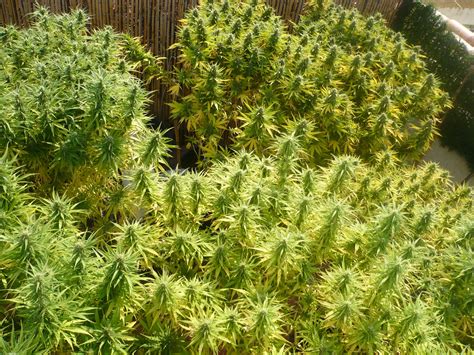 Comment Faire Pousser Du Cannabis Sur Terrasses Blog Du Growshop Alchimia