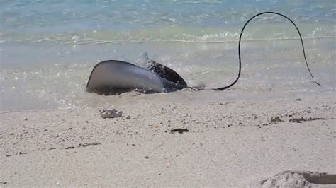 Shark Vs Stingray On The Great Barrier Reef Youtube