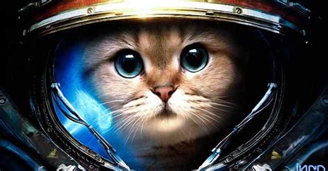 The Best Science Fiction Books With Cats In Them The Best Sci Fi Books