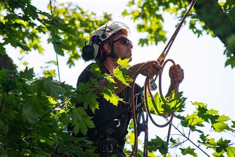 Pruning Young Trees And Structural Pruning Ontree