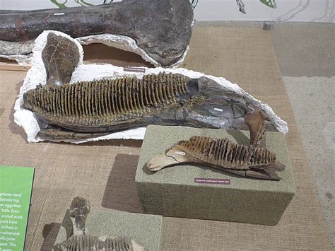 Rare Dinosaur Mummy Of Preserved Hadrosaur Found Sticking Out Of A Hill