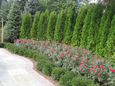 Pin By Marlesa Johnson On Jardinería Privacy Landscaping Evergreen