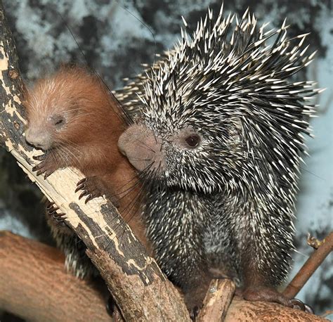 Landak Yang Serupa Tapi Tak Sama Porcupine Echidna Dan Hedgehog