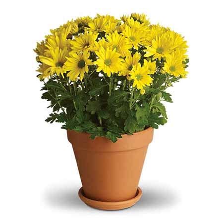 Get flowers and gifts delivered same day from ftd. Yellow Mum Planter at Send Flowers