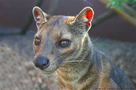 This animal is native of northern edge of madagascar.this little animal has large brown eyes. Abe's Animals: 2 of the coolest and endangered animals of ...