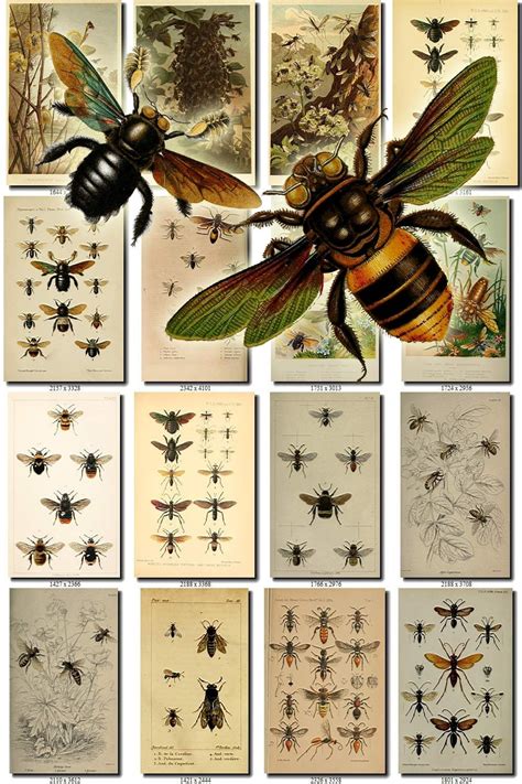 Bees 1 Collection Of 220 Vintage Illustrations Honey Bees Etsy