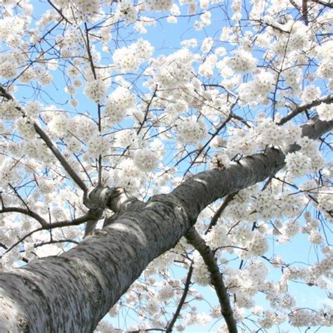 Cherry Tree Flowering Cherry Tree White Cherry Blossom Cherry Tree