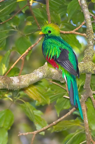 Resplendent Quetzal The National Bird Of Guatemala A Traditional