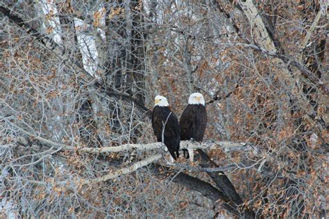 Two Eagles Free Stock Photo Public Domain Pictures