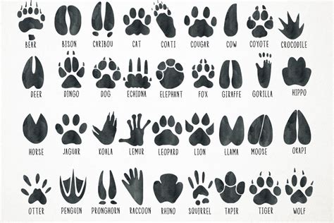 Watercolor Animal Tracks Animal Tracks Clipart Footprints 260513