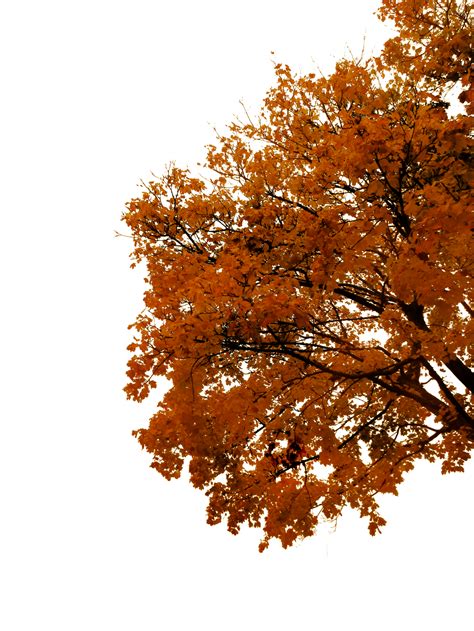 764 Autumn Tree Cutout 03 by Tigers-stock on DeviantArt png image