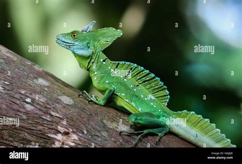 Fauna De Costa Ricas Fotograf As E Im Genes De Alta Resoluci N Alamy