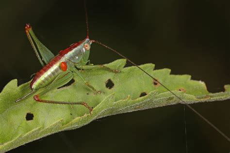 204366 Lesser Pine Katydid Orchelimum Minor With Mite Flickr