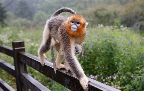 Check spelling or type a new query. Rare monkeys given golden lifeline by Hubei research ...