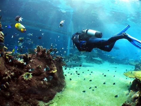 Sharm El Sheikh Best Dive Sites Red Sea