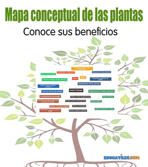 La Libreta De Antonio Las Plantas Mapa Conceptual Vrogue Co
