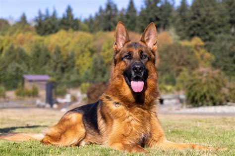 Trained German Shepherds Trained Protection Dogs