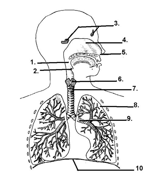 Respiratory System Study Guide Diagram Quizlet