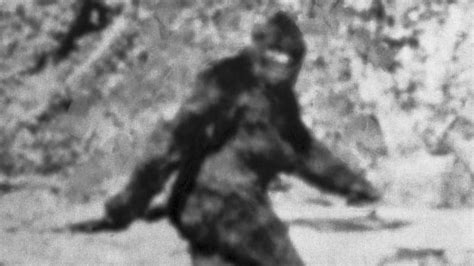 Bigfoot Was Investigated By The Fbi Heres What They Found History