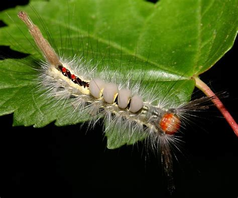 White Marked Tussock Moth Caterpillar Duskys Wonders