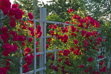 How To Design A Rose Garden