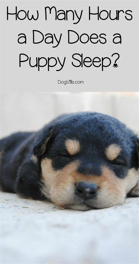 How Much Sleep Do Puppies Need At 10 Weeks