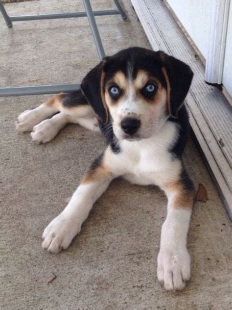 Beaglehusky Mixed Breed Dogs Mutt Dog Beagle Mix Puppies