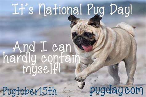There are no specific traditions on national puppy day. Happy national pug day | Tiny dog breeds, Dog breeds, Pugs